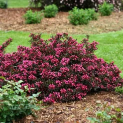 Spilled Wine® Weigela -Naty Plants Shop weigela spilled wine 3