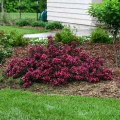 Spilled Wine® Weigela -Naty Plants Shop weigela spilled wine 5